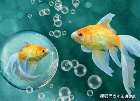 家裡養什麼魚最好|養魚新手入門：12個教學讓你養魚一次上手（新手必讀）